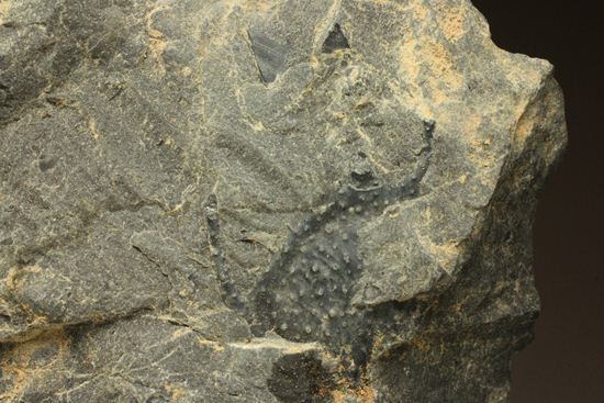 原石発見時からトレースしています。real deal ! アカンソピゲ・ハウエリ（Acanthopyge haueri）三葉虫の断片化石（その3）