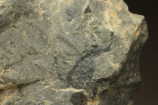 原石発見時からトレースしています。real deal ! アカンソピゲ・ハウエリ(Acanthopyge haueri)三葉虫の断片化石(その3)