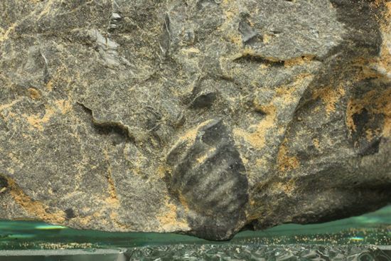 原石発見時からトレースしています。real deal ! アカンソピゲ・ハウエリ(Acanthopyge haueri)三葉虫の断片化石(その4)