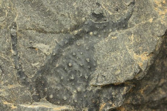 原石発見時からトレースしています。real deal ! アカンソピゲ・ハウエリ(Acanthopyge haueri)三葉虫の断片化石(その5)