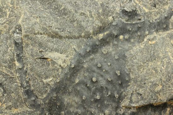 原石発見時からトレースしています。real deal ! アカンソピゲ・ハウエリ（Acanthopyge haueri）三葉虫の断片化石（その6）