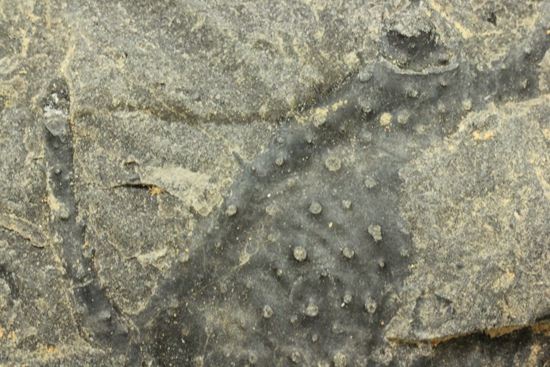 原石発見時からトレースしています。real deal ! アカンソピゲ・ハウエリ(Acanthopyge haueri)三葉虫の断片化石(その6)
