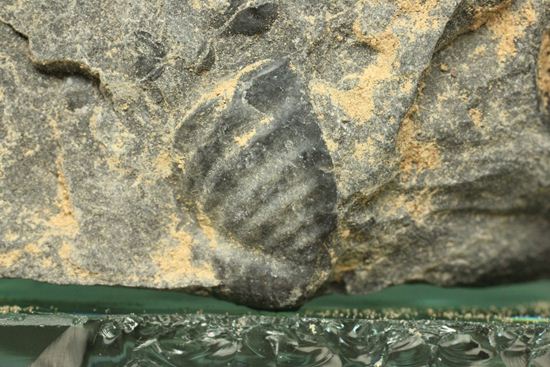 原石発見時からトレースしています。real deal ! アカンソピゲ・ハウエリ（Acanthopyge haueri）三葉虫の断片化石（その7）