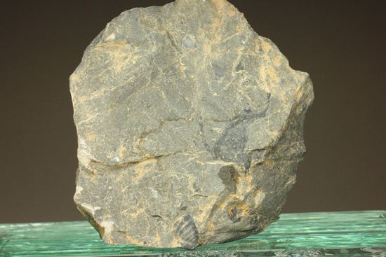 原石発見時からトレースしています。real deal ! アカンソピゲ・ハウエリ(Acanthopyge haueri)三葉虫の断片化石(その8)