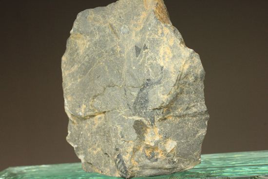 原石発見時からトレースしています。real deal ! アカンソピゲ・ハウエリ(Acanthopyge haueri)三葉虫の断片化石(その9)