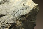 原石発見時からトレースしています。real deal ! アカンソピゲ・ハウエリ（Acanthopyge haueri）三葉虫の断片化石
