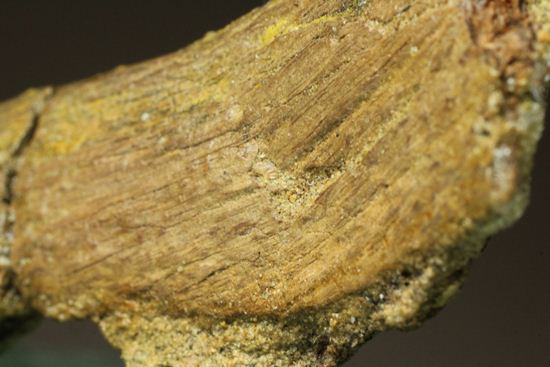 超レア！ケツアルコアトルスの指の骨化石（その9）