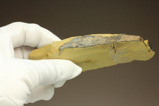 アノマロカリス 化石 販売