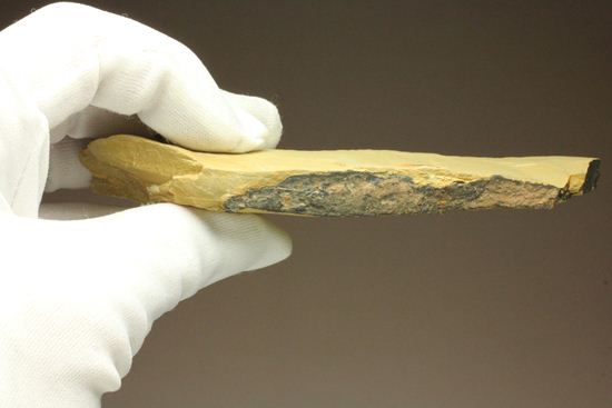 化石 澄江産 アノマロカリスの腕 博物館級 実物 値段交渉可能