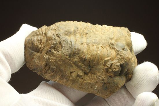 モロッコ産ディアカリメネ・ウーズレグイ三葉虫(その14)