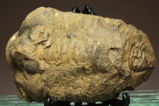 モロッコ産ディアカリメネ・ウーズレグイ三葉虫(その15)