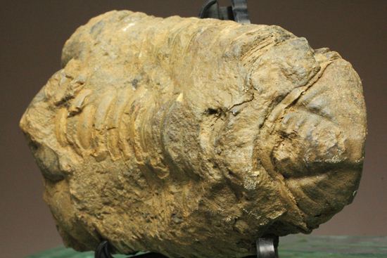 モロッコ産ディアカリメネ・ウーズレグイ三葉虫(その3)