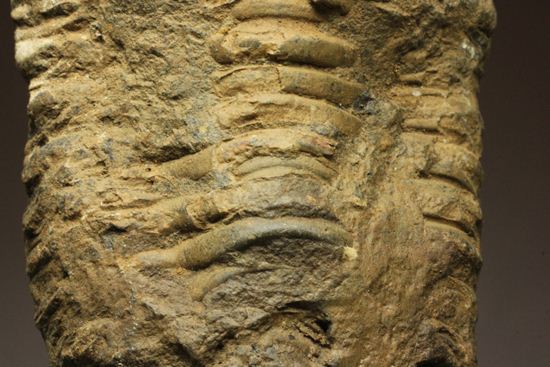 モロッコ産ディアカリメネ・ウーズレグイ三葉虫(その5)