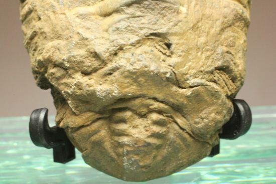 モロッコ産ディアカリメネ・ウーズレグイ三葉虫(その6)