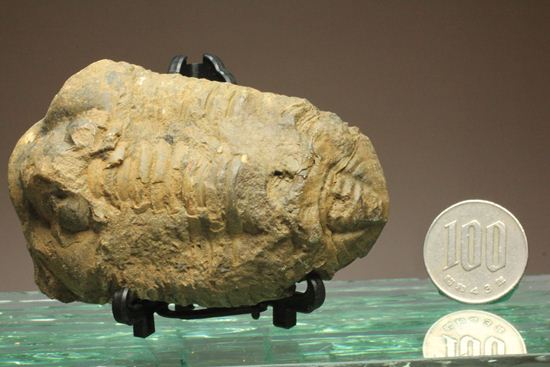 モロッコ産ディアカリメネ・ウーズレグイ三葉虫(その7)