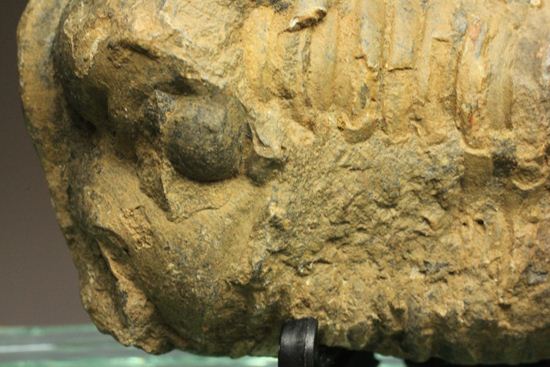 モロッコ産ディアカリメネ・ウーズレグイ三葉虫(その9)