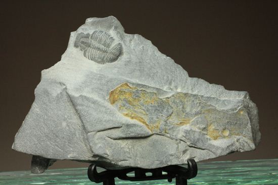 遊泳中!?のエルラシアキンギ三葉虫(母岩付き)(その2)
