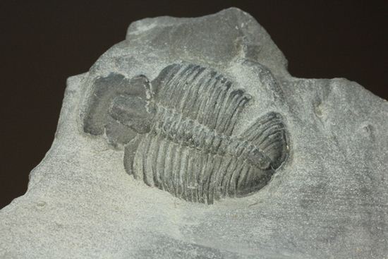 遊泳中!?のエルラシアキンギ三葉虫(母岩付き)(その3)