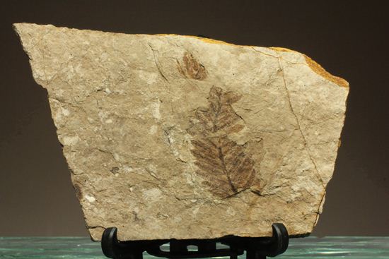 木の葉化石メタセコイア（Metasequoia sp.)（その1）
