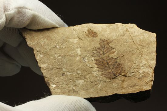 木の葉化石メタセコイア（Metasequoia sp.)（その10）