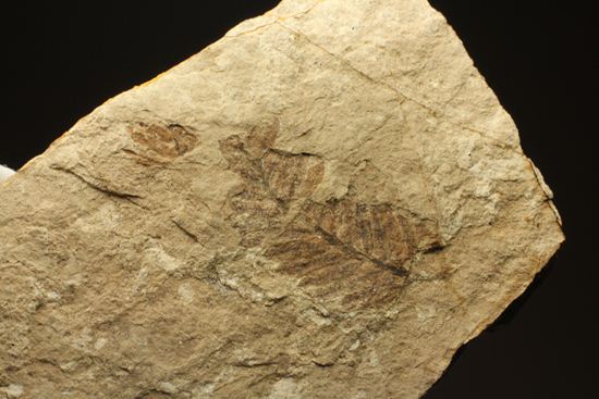 木の葉化石メタセコイア（Metasequoia sp.)（その11）