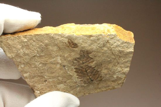 木の葉化石メタセコイア（Metasequoia sp.)（その13）