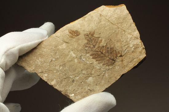 木の葉化石メタセコイア（Metasequoia sp.)（その14）