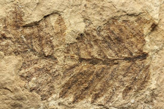 木の葉化石メタセコイア（Metasequoia sp.)（その15）