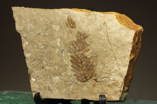 木の葉化石メタセコイア（Metasequoia sp.)（その2）