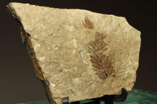 木の葉化石メタセコイア（Metasequoia sp.)（その3）