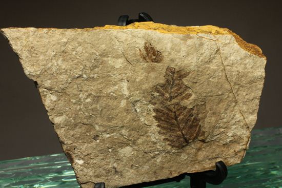 木の葉化石メタセコイア（Metasequoia sp.)（その4）
