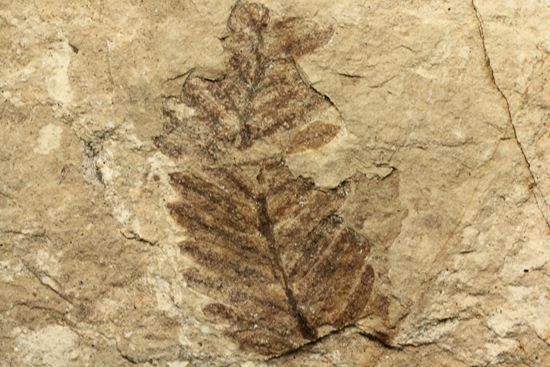 木の葉化石メタセコイア（Metasequoia sp.)（その6）