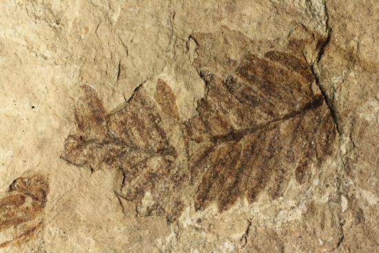 木の葉化石メタセコイア（Metasequoia sp.)（その7）