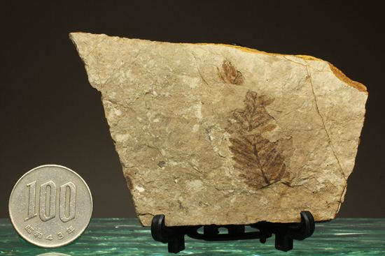 木の葉化石メタセコイア（Metasequoia sp.)（その8）