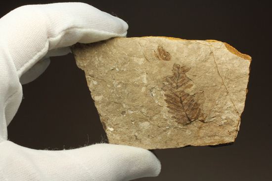 木の葉化石メタセコイア（Metasequoia sp.)（その9）