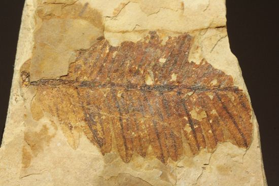 木の葉化石メタセコイア（Metasequoia sp.)（その1）