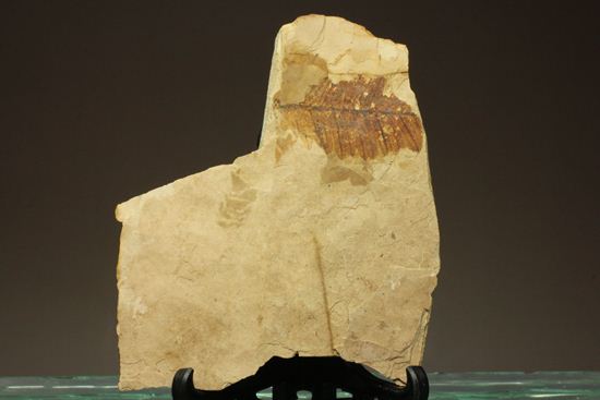 木の葉化石メタセコイア（Metasequoia sp.)（その2）
