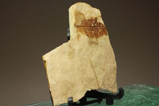 木の葉化石メタセコイア（Metasequoia sp.)（その3）