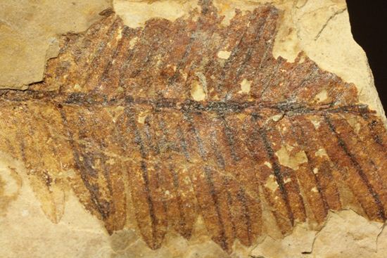 木の葉化石メタセコイア（Metasequoia sp.)