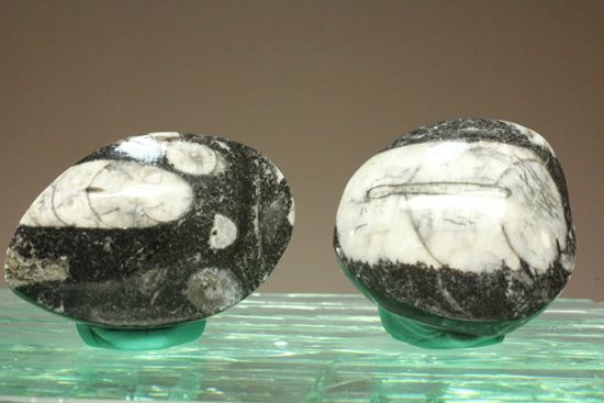 原始オウムガイ！直角石ことオルソセラス化石2個セット（その1）