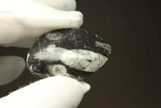 原始オウムガイ!直角石ことオルソセラス化石2個セット(その11)