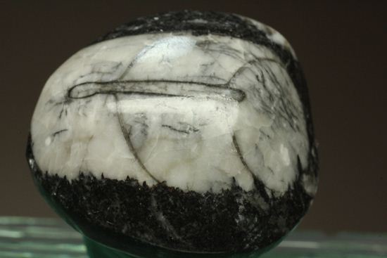 原始オウムガイ！直角石ことオルソセラス化石2個セット（その2）