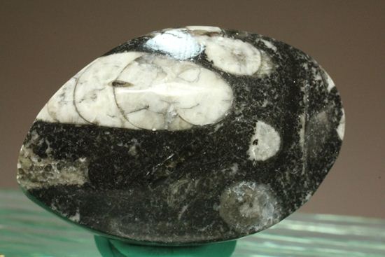 原始オウムガイ！直角石ことオルソセラス化石2個セット（その3）
