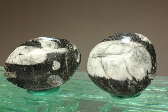 原始オウムガイ！直角石ことオルソセラス化石2個セット（その4）