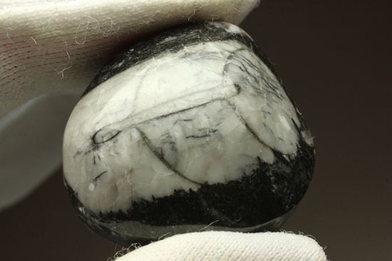 原始オウムガイ！直角石ことオルソセラス化石2個セット（その7）