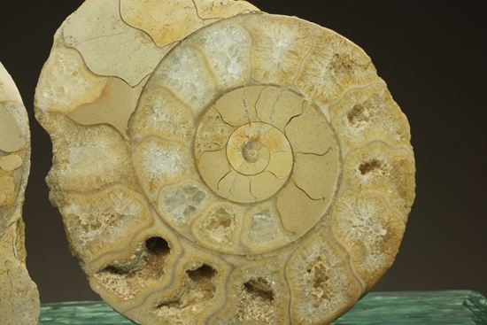 アンモナイト 古代貝 化石 標本 鑑賞品 博物館保存 ２個-