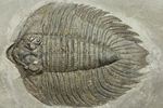 クロフネ来航!! ついに来た!! アークティヌルス・ボルトニ(Arctinurus boltoni)