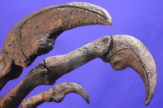 アロサウルス実寸大アームレプリカ（リアルサイズ70cm）　化石セブンオリジナル（その10）