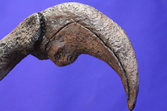アロサウルス実寸大アームレプリカ（リアルサイズ70cm）　化石セブンオリジナル（その11）