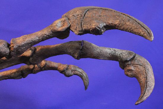 アロサウルス実寸大アームレプリカ（リアルサイズ70cm）　化石セブンオリジナル（その12）